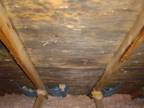 Mold